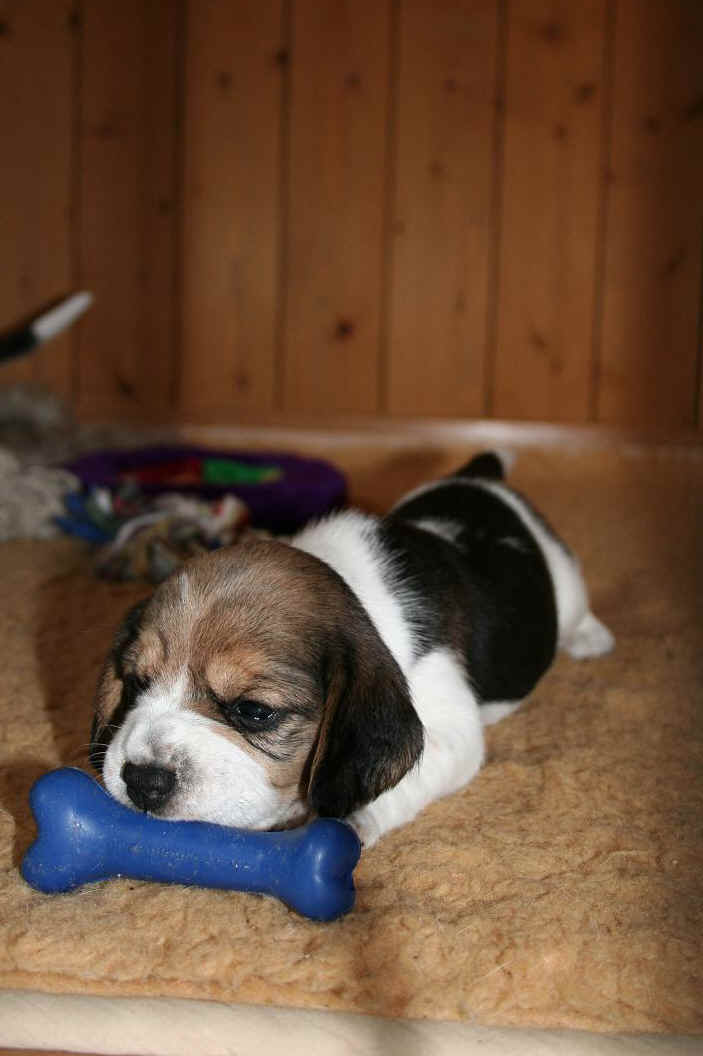 Alca | Hundeknochen