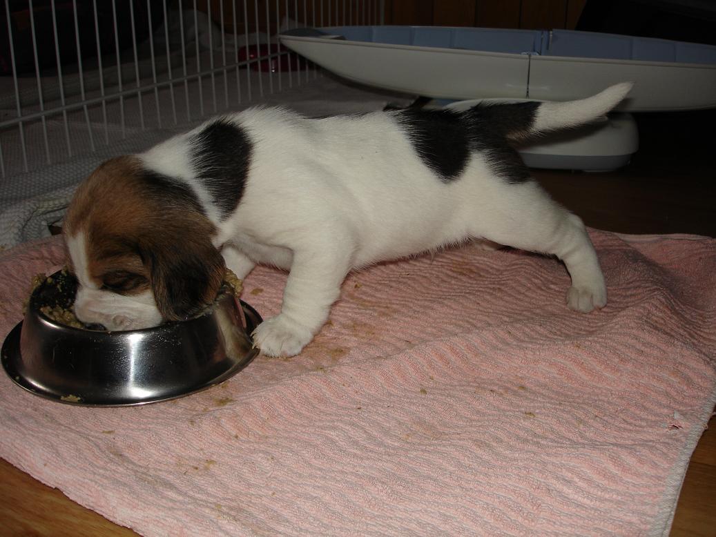 Django | kleiner Hund mit grossem Appetit