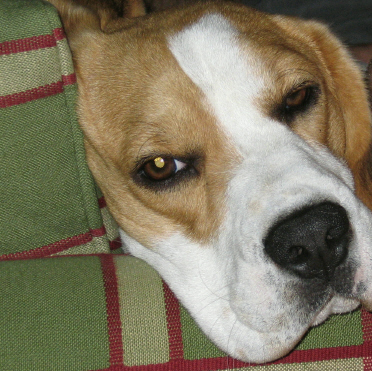 Django | "kleiner" Geniesser... (09.2007)